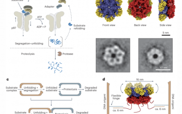 Nature Nanotechnology：用于構(gòu)建無細胞蛋白質(zhì)解折疊和降解途徑的模塊化DNA折紙納米室