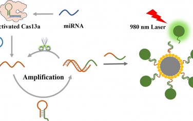 Anal. Chem：基于磁上轉換納米顆粒增強和CRISPR/Cas13a驅動信號放大的超靈敏miRNA檢測