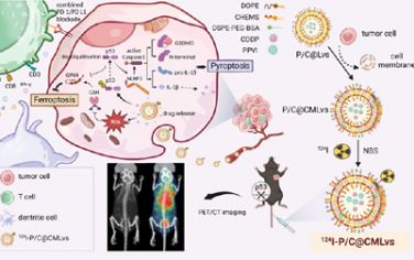 ACS Nano：靶向PET成像示蹤的仿生共遞送可協同增強鐵死亡和焦亡以誘導肺癌消退和抗PD-L1免疫治療