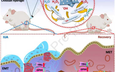 Biomaterials：靶向ROS-鐵死亡通路的Ru單原子納米酶可增強(qiáng)子宮內(nèi)膜再生以治療宮內(nèi)粘連