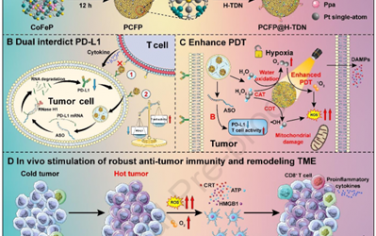  Biomaterials：雙功能級聯單原子納米酶可雙重抑制PD-L1和調節乏氧以增強光動力-免疫治療