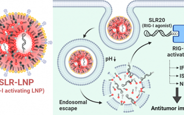 ACS Nano：納米粒子維甲酸誘導基因I激動劑用于癌癥免疫治療