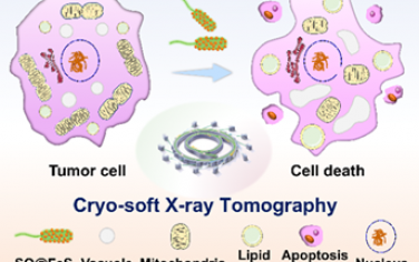 ACS Nano：通過(guò)冷凍軟X射線斷層掃描直接可視化自礦化生物雜化體引發(fā)的凋亡-鐵死亡協(xié)同治療