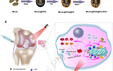 Biomaterials：靶向線粒體的近紅外響應性Mn3O4@PDA@Pd-SS31納米酶用于緩解骨關節炎