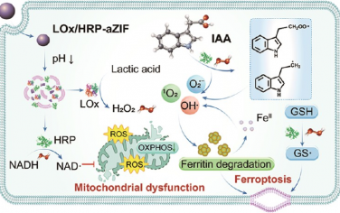 JACS：酶介導的生物正交級聯(lián)催化反應用于代謝干預和增強神經母細胞瘤的鐵死亡