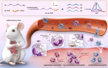 Biomaterials：DNA基納米機器人可靶向、搭便車和調(diào)節(jié)中性粒細(xì)胞以增強敗血癥治療