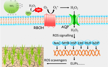 ACS Nano：二氧化硅激活的氧化還原信號(hào)可提高水稻抗旱性和產(chǎn)量