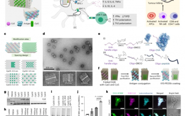 Nature Nanotechnology：用DNA折紙微調CpG空間分布用于改良癌癥疫苗接種