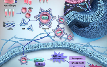 ACS Nano：四面體-DNA-納米結構修飾的工程化細胞外囊泡可通過靶向GPX4增強口腔鱗狀細胞癌治療