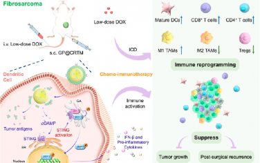 ACS Nano：干擾素基因激活的仿生樹突狀細(xì)胞納米疫苗可作為化療助推器增強(qiáng)纖維肉瘤治療