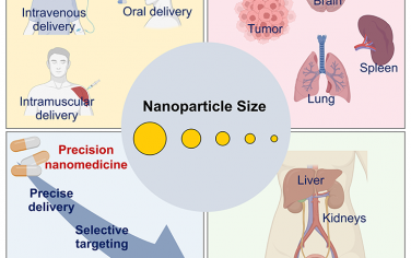 ACS Nano綜述：納米顆粒的尺寸依賴性體內轉運及其對遞送、靶向和清除的影響