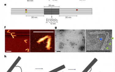 Nature Nanotechnology：一個(gè)有節(jié)奏的脈沖葉片彈簧DNA折紙納米引擎驅(qū)動(dòng)被動(dòng)跟隨器