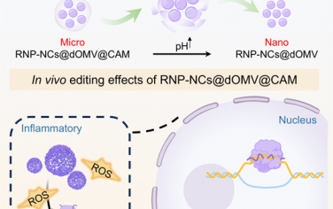 ACS Nano：口服微納米基因組編輯系統可靶向遞送和激活CRISPR-Cas9以用于炎癥性腸病的基因治療