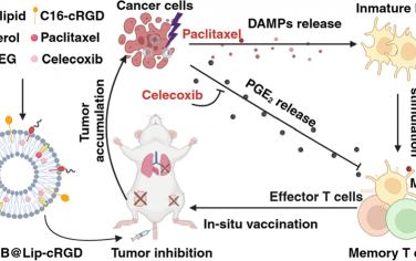 ACS Nano：塞來昔布可增強紫杉醇誘導的三陰性乳腺癌免疫原性細胞死亡