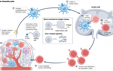 Nat. Rev. Bioeng：用于腫瘤內免疫治療的病毒納米技術