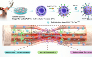 ACS Nano：鹿角芽基祖細胞的工程化細胞外囊泡用于治療脊髓損傷
