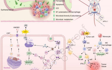 Biomaterials：口服磁性植物脂質納米藥物以通過增強抗腫瘤免疫和微生物代謝調節治療結直腸癌
