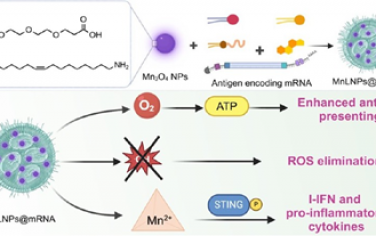 JACS：氧化錳摻雜的雜化脂質納米顆粒可通過產氧和STING激活增強mRNA疫苗的效力