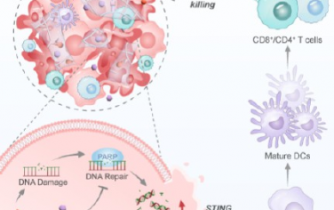 Nano Lett：酸響應性生物相容型水凝膠可調節腫瘤DNA自修復以協同化療促進STING通路相關免疫治療