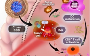 ACS Nano：小膠質(zhì)細(xì)胞膜仿生納米平臺可介導(dǎo)腫瘤微環(huán)境重塑以增強(qiáng)膠質(zhì)母細(xì)胞瘤免疫治療