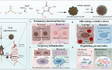 ACS Nano：生長抑素和甘露寡糖修飾的雙靶向硒納米粒子用于治療潰瘍性結腸炎
