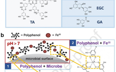Biomaterials：金屬離子配位的茶多酚納米包覆層用于增強(qiáng)炎癥性腸病益生菌治療