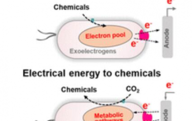 Chem. Soc. Rev.：利用合成生物學(xué)設(shè)計(jì)電活性微生物的細(xì)胞外電子轉(zhuǎn)移途徑用于能源和化學(xué)品生產(chǎn)