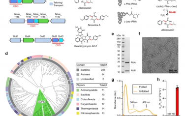 Nature Communications：環二肽氧化酶是一種酶絲