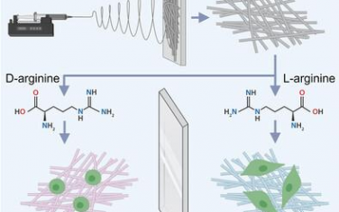 AFM：手性精氨酸修飾電紡膜促進(jìn)肌腱愈合