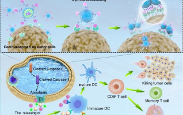 ACS Nano：自照明納米激動劑可通過死亡受體聚集同時誘導雙重細胞死亡途徑以用于癌癥治療