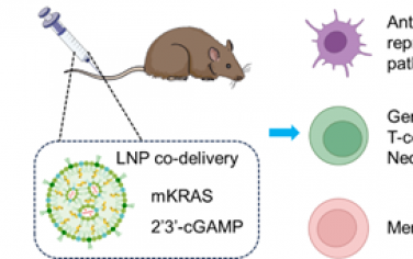 ACS Nano：脂質納米顆粒可遞送STING激動劑和突變KRAS mRNA以重編程針對胰腺癌轉移的耐受性免疫反應