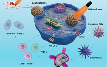 Biomaterials：干擾線粒體的納米復合物可協同光動力療法增強抗腫瘤免疫