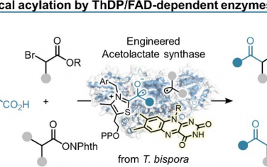 大阪大學(xué)JACS：NHC介導(dǎo)Thiamine依賴酶/Flavin依賴酶光催化自由基酰基化