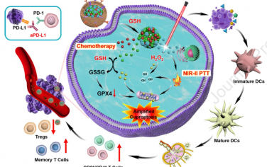 Biomaterials：仿生銅死亡放大器用于NIR-II熒光/光聲成像指導的協同NIR-II光熱-免疫治療
