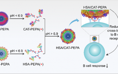 JACS：具有低免疫原性和酸敏感性的蛋白質-聚合物共軛物膠束可逆轉乏氧以增敏腫瘤光動力治療
