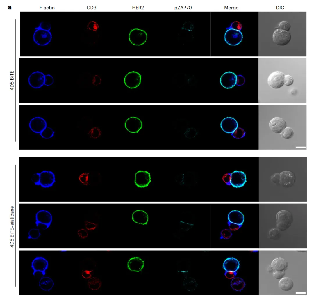Nature Biomedical Engineering：雙特異性T細胞結合物
