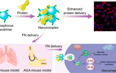 ACS Nano：生物活性磷樹狀聚合物可作為通用的蛋白遞送系統(tǒng)以增強(qiáng)抗炎治療