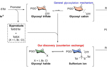 Science Advances：揭示糖基化反應中的促進劑效應和抗衡離子交換的作用
