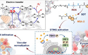 JACS：具有內部電子轉移增強催化能力的Wurster型共價有機框架用于腫瘤治療