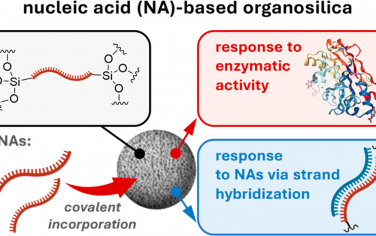 JACS：響應(yīng)性核酸基有機二氧化硅納米粒子