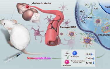 ACS Nano：具有生物活性的二氧化鈰納米酶靶向再灌注損傷中的線粒體治療缺血性卒中