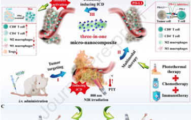 Biomaterials：負(fù)載日蟾蜍他靈的微納米復(fù)合材料可通過有效誘導(dǎo)ICD實(shí)現(xiàn)對轉(zhuǎn)移性TNBC的多模態(tài)治療