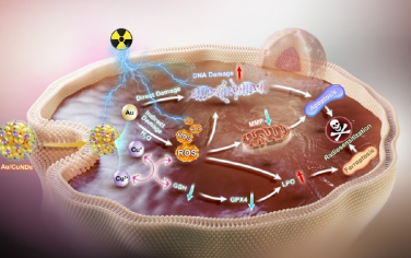 ACS Nano：活性氧“放大器”用于實(shí)現(xiàn)細(xì)胞凋亡-鐵死亡介導(dǎo)的高效放療增敏