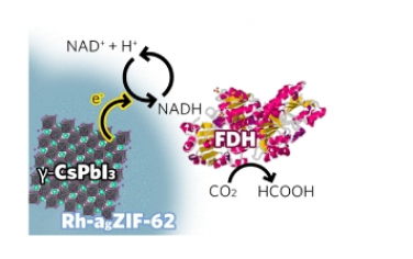 JACS：將 MOF 玻璃與鹵化鉛鈣鈦礦結合用于人工光合作用