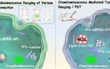JACS：化學發光共軛聚合物納米粒子用于實現深度組織炎癥成像和癌癥光動力治療