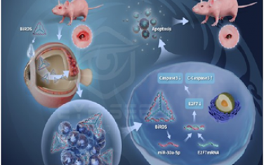 ACS Nano：基于四面體框架核酸的生物可切換miRNA遞送系統用于抑制葡萄膜黑色素瘤
