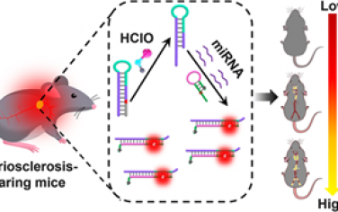 JACS：內源性HClO門控的級聯MicroRNA成像用于實現動脈粥樣硬化的體內精準診斷