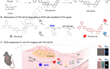 Biomaterials：響應活性氧(ROS)的熒光和光聲(FL/PA)雙模態探針用于動脈粥樣硬化斑塊成像