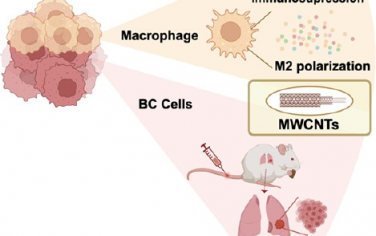ACS Nano：多壁碳納米管可重編程巨噬細胞以通過NBR2/TBX1軸促進乳腺癌轉移