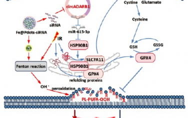 ACS Nano：靶向環狀RNA ADARB1的納米載體可通過協同促進鐵死亡提高鼻咽癌的放射敏感性